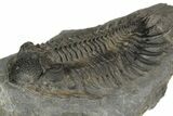 Spiny Delocare (Saharops) Trilobite - Bou Lachrhal, Morocco #189929-1